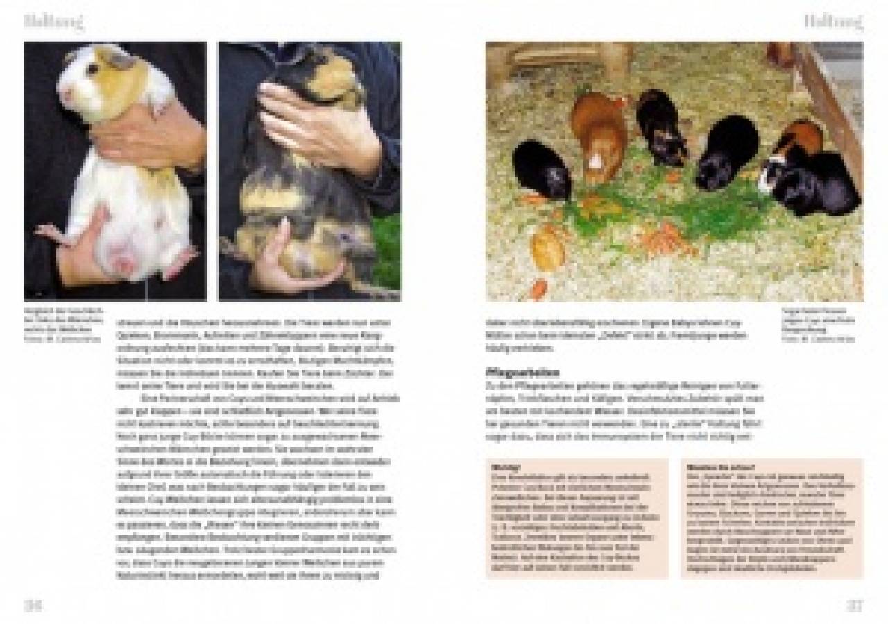 Cuys Riesenmeerschweinchen